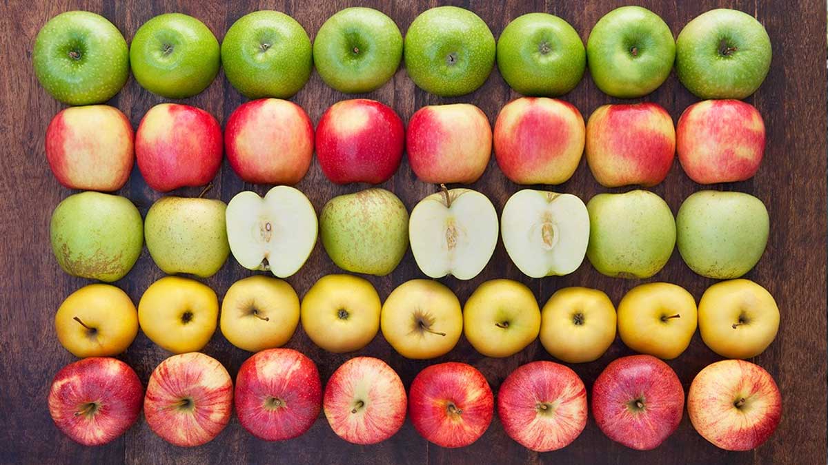 GRUPOS DE AGRICULTORES E INVESTIGADORES SE ESFUERZAN POR AUTOMATIZAR LAS COSECHAS