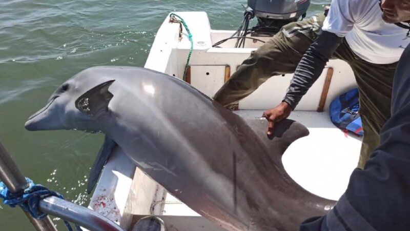 GUARDAPARQUES DE GUAYAS LIBERAN A UN DELFÍN NARIZ DE BOTELLA ATRAPADO EN REDES DE PESCA