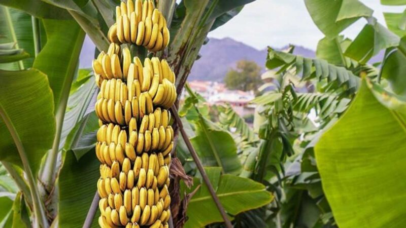 HONDURAS SE VE OBLIGADO A IMPORTAR BANANO DE COSTA RICA PARA CUBRIR LA DEMANDA TRAS HURACANES