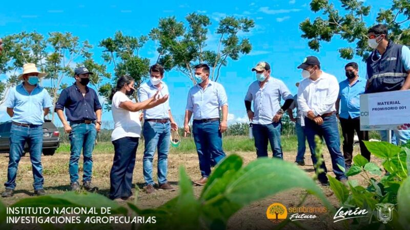 INIAP SOCIALIZA TECNOLOGÍA DE CAMOTE DE ALTA PRODUCTIVIDAD CON FINES DE EXPORTACIÓN