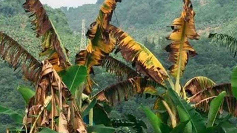 LA COMUNIDAD ANDINA COORDINA ACCIONES PARA EVITAR LA DISPERSIÓN DEL «FUSARIUM»