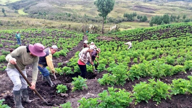 MAG, BANECUADOR Y AGROCALIDAD PRESENTAN CRÉDITO PRODUCTIVO PARA LA AGRICULTURA ORGÁNICA