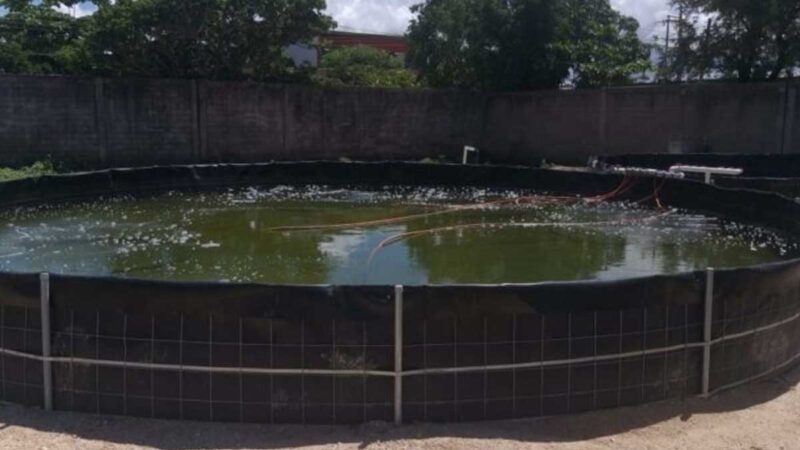 MÉXICO: PESCADORES INICIARÁN PROYECTO DE CRIANZA DE CAMARÓN EN JUCHITÁN