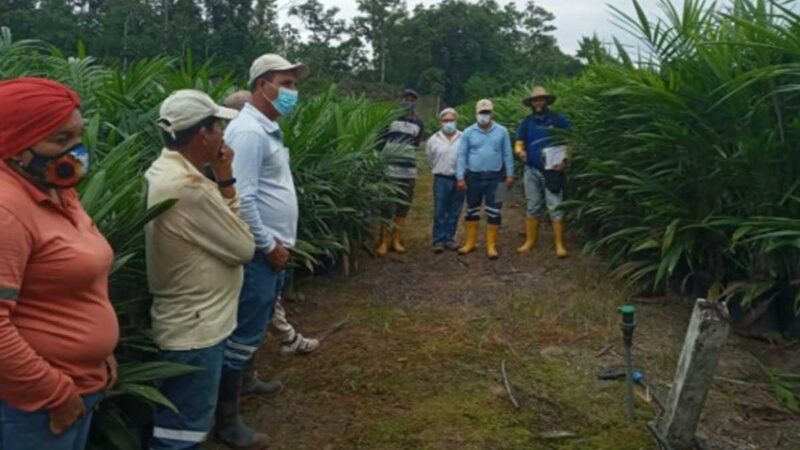 PALMICULTORES DE PICHINCHA SE BENEFICIAN CON PLANTAS DE PALMA ACEITERA