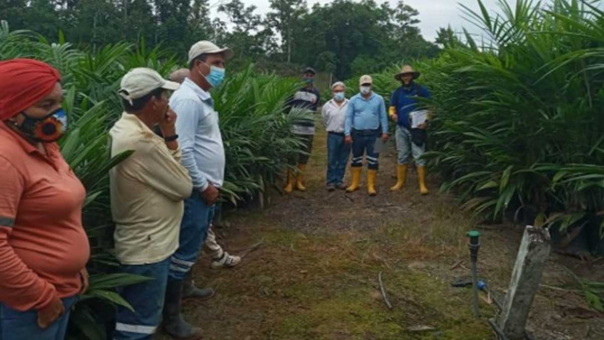 PALMICULTORES DE PICHINCHA SE BENEFICIAN CON PLANTAS DE PALMA ACEITERA