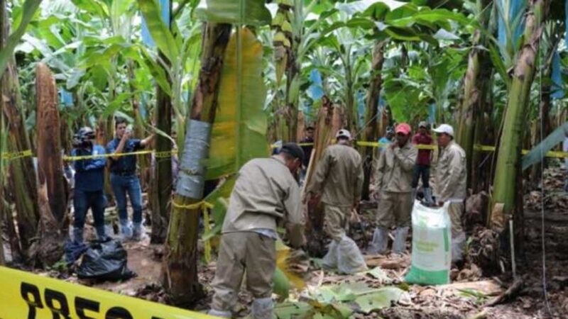 PERÚ CONFIRMA PRESENCIA DE FUSARIUM RAZA 4 Y DECLARA EMERGENCIA FITOSANITARIA