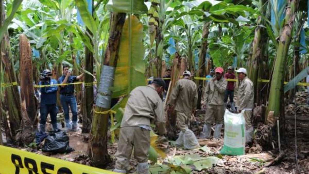 PERÚ CONFIRMA PRESENCIA DE FUSARIUM RAZA 4 Y DECLARA EMERGENCIA FITOSANITARIA