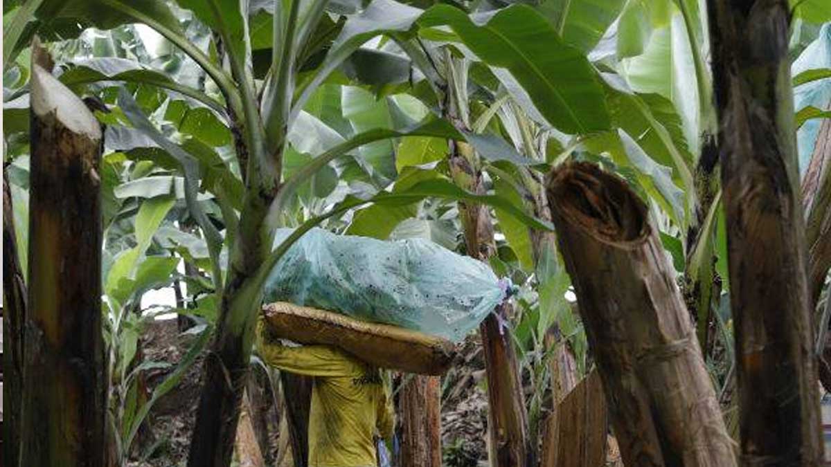 PERÚ HA PROCEDIDO A ELIMINAR EL BROTE DE FUSARIUM RAZA 4.