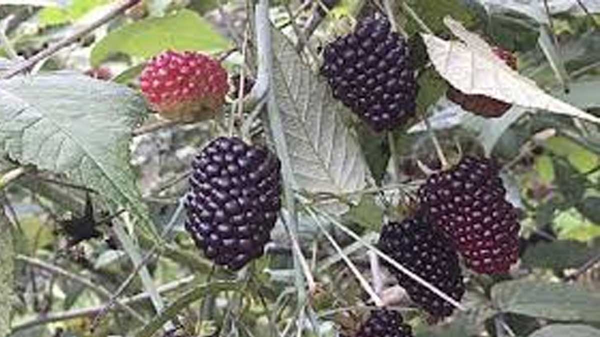 PRODUCTORES DE MORA SE CAPACITAN EN FORTALECIMIENTO PRODUCTIVO Y COMERCIAL