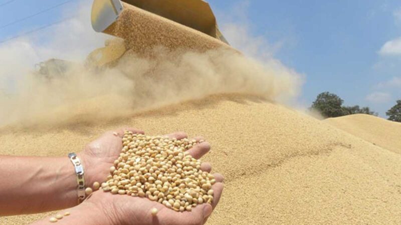 PRODUCTORES DE SOYA ESPERAN ESTE AÑO INICIAR UN NUEVO CAMINO CON ESTE GRANO