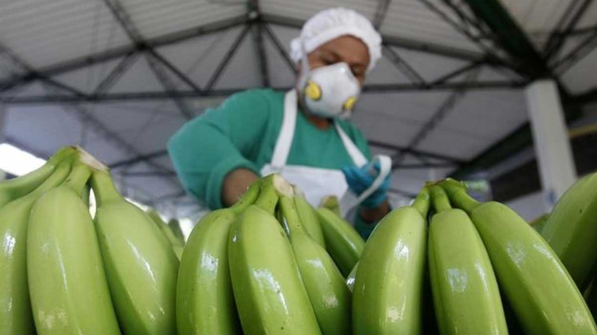 REPÚBLICA DOMINICANA SUSPENDE IMPORTACIONES DE COLOMBIA Y PERÚ POR HONGO DEL BANANO