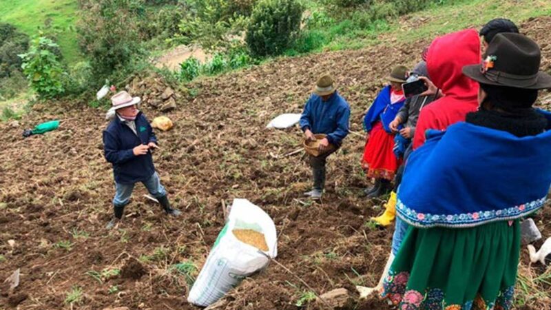 SE EVALÚAN ENSAYOS EN AVENA FORRAJERA PARA ALIMENTACIÓN ANIMAL