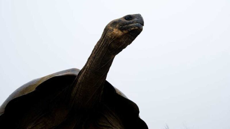 UNA TORTUGA GIGANTE DE GALÁPAGOS SE VENDE HASTA EN $ 60.000 EN EL MERCADO NEGRO INTERNACIONAL; DELINCUENCIA ORGANIZADA ACECHA A LA ICÓNICA ESPECIE