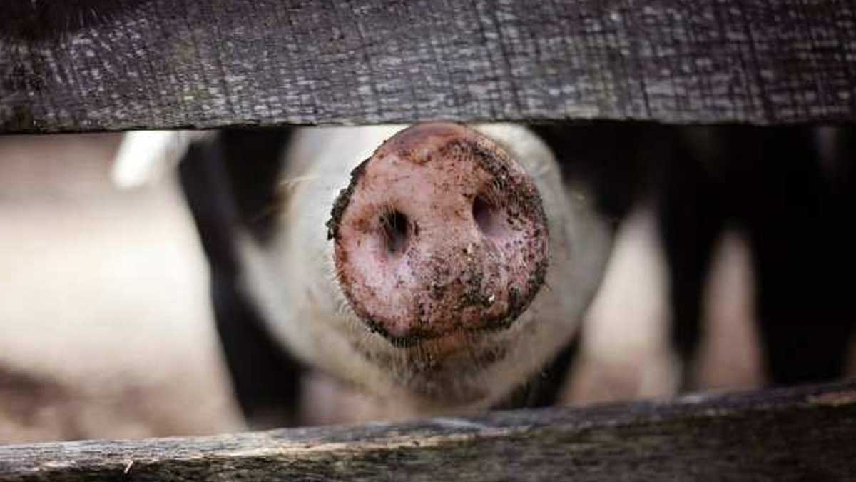 ABREN PUERTA A LA PRODUCCIÓN DE VACUNAS DE LA PESTE PORCINA AFRICANA A GRAN ESCALA, HERRAMIENTA VALIOSA PARA LA POSIBLE ERRADICACIÓN DEL VIRUS