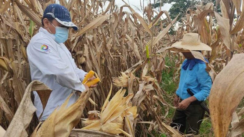 AGROSEGURO PAGÓ A PRODUCTORES POR SINISTROS EN 10 AÑOS 64,9 MILLONES