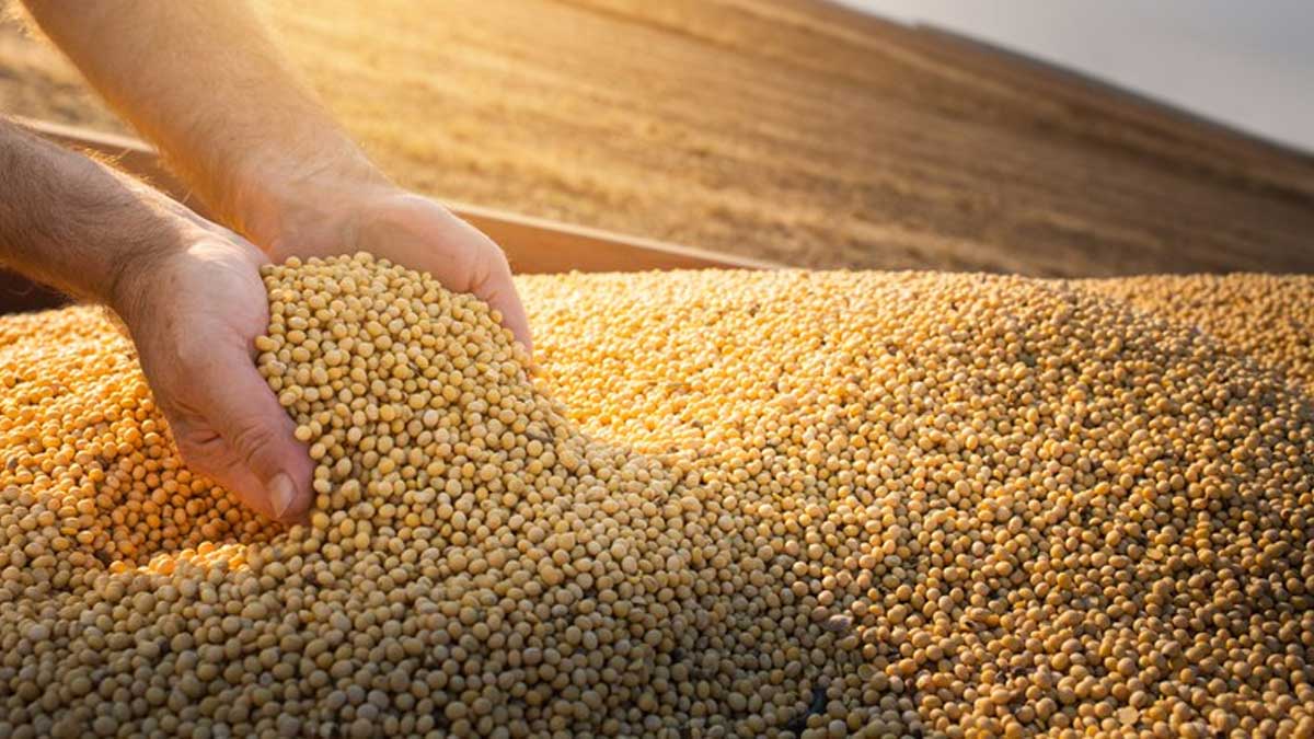 BRASIL: LA COSECHA DE CEREALES DEBERÍA LLEGAR A 271,7 MILLONES DE TONELADAS, PREVÉ LA CONAB