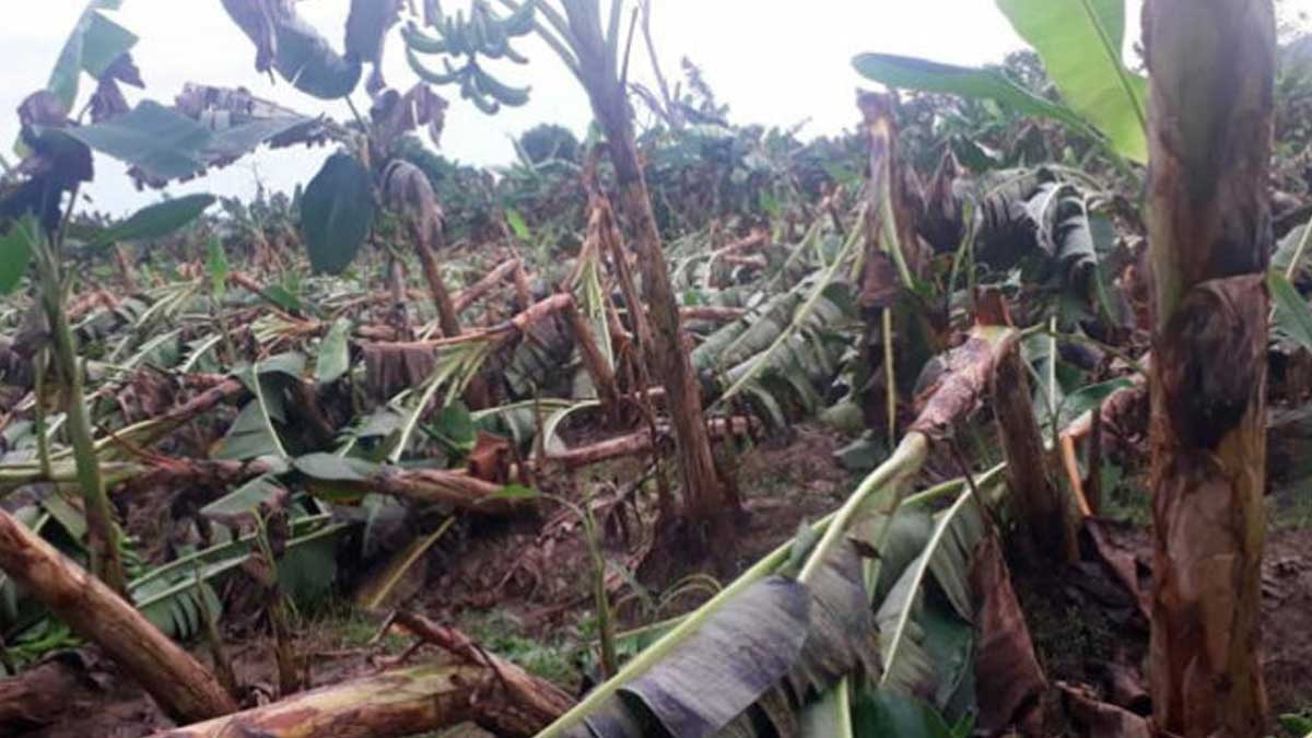 COLOMBIA: FUERTES VIENTOS ARRASAN 180 HECTÁREAS DE CULTIVOS DE PLÁTANO EN TIERRALTA
