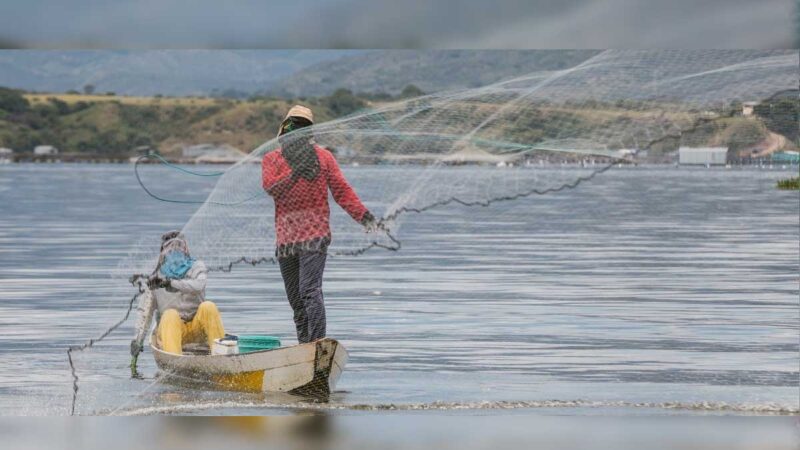 COLOMBIA: Productores de tilapia roja de Putumayo mejoraron la productividad y vendieron sus cosechas gracias a los programas de MinAgricultura