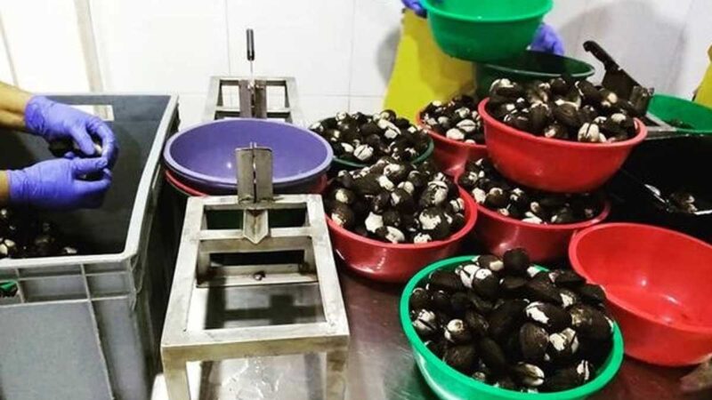 CONCHAS DE SAN LORENZO LLEGAN A ESTADOS UNIDOS