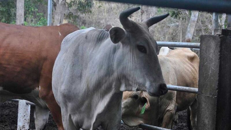CUATRO DETENIDOS POR ABIGEATO EN SANTO DOMINGO