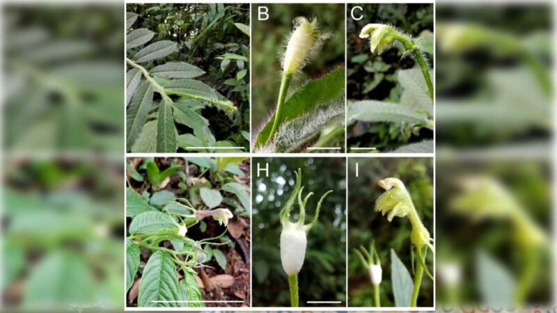 DOS NUEVAS ESPECIES DE PLANTAS SON DESCUBIERTAS EN ECUADOR