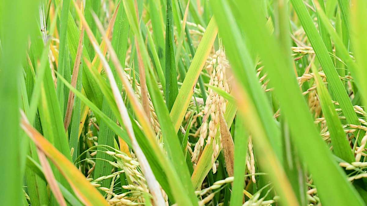 ECUADOR ENVIA SU PRIMERA EXPORTACION DE ARROZ A COLOMBIA