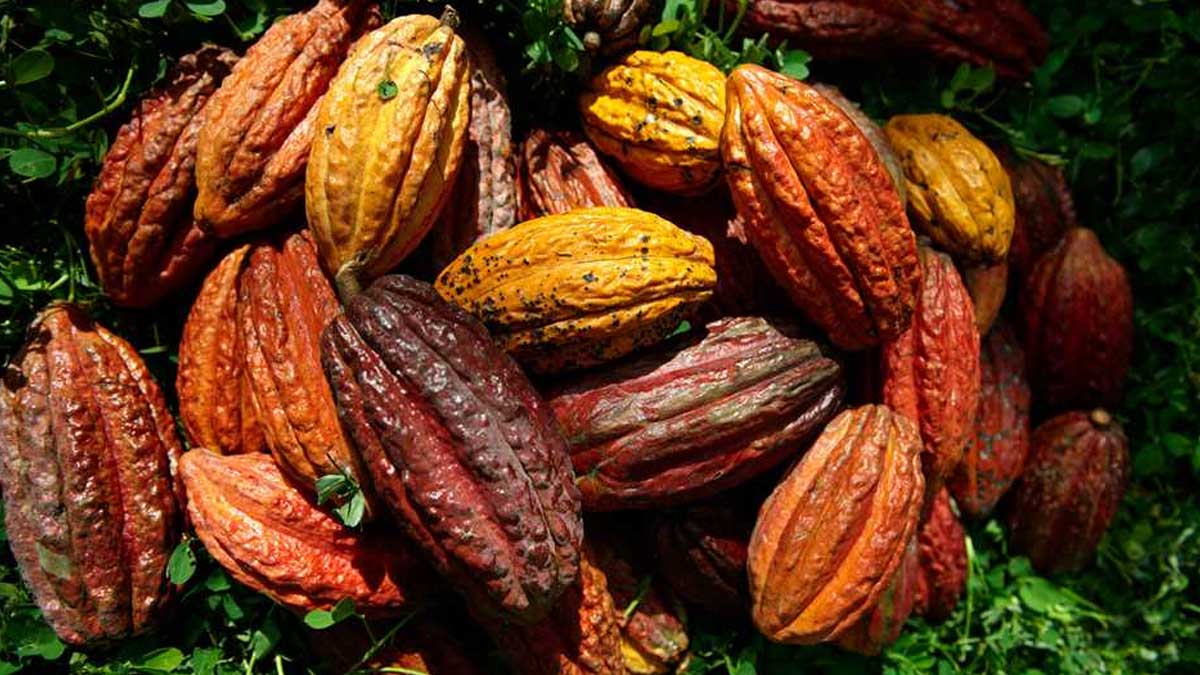 EL CACAO ECUATORIANO VUELVE A ROMPER RÉCORD DE EXPORTACIÓN, CON EL 10,7% MÁS EN LOS PRIMEROS 4 MESES DEL AÑO