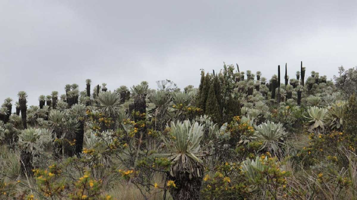 EN CARCHI SE DECLARÓ EL ÁREA DE PROTECCIÓN HÍDRICA MÁS GRANDE DEL ECUADOR