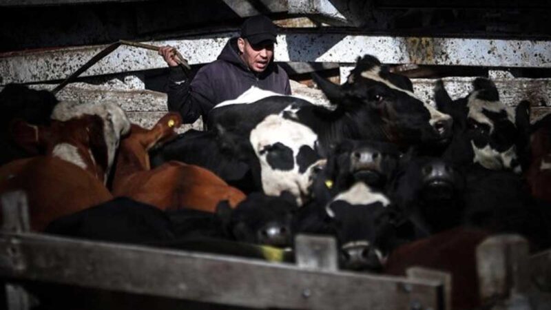 ENTRA EN VIGOR EL POLÉMICO CIERRE DE EXPORTACIONES DE CARNE VACUNA ARGENTINA