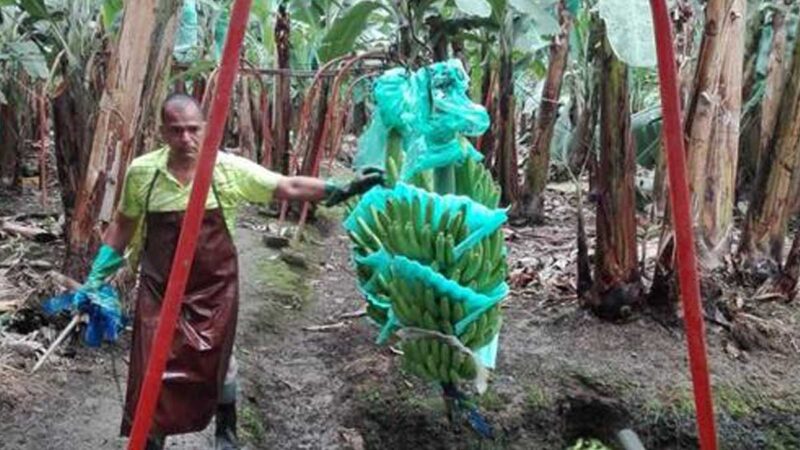 INIAP Y SECTOR PRIVADO TRAERÁN VARIEDADES DE BANANO RESISTENTES AL FUSARIUM R4T