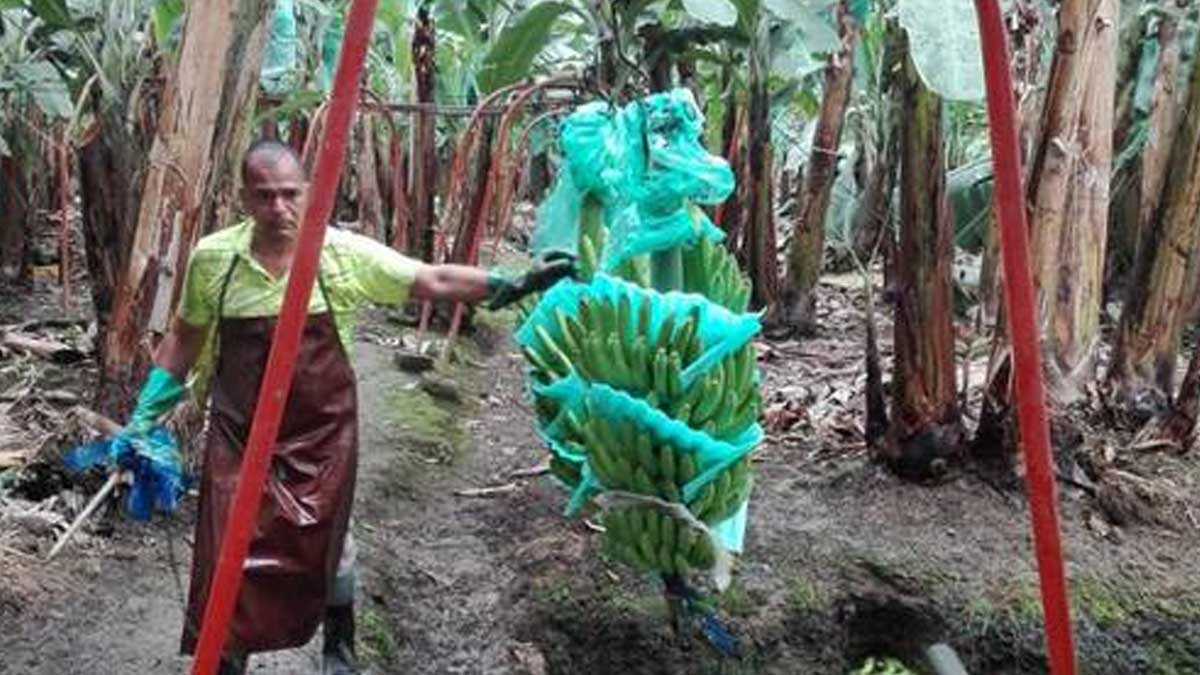 INIAP Y SECTOR PRIVADO TRAERÁN VARIEDADES DE BANANO RESISTENTES AL FUSARIUM R4T