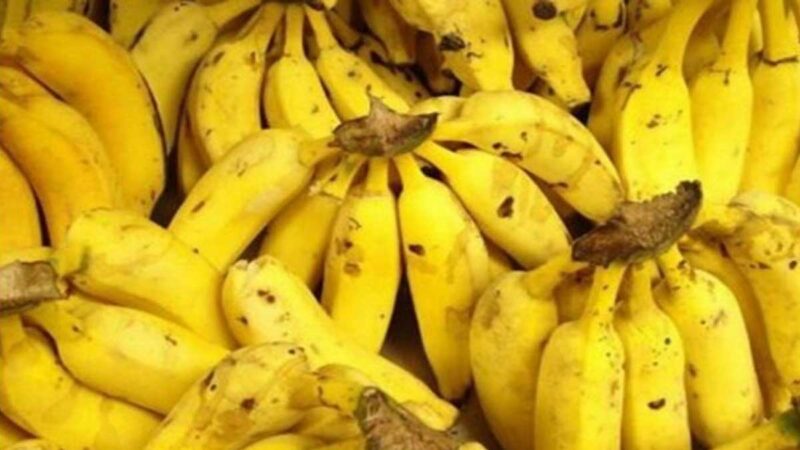 COLOMBIA: EL ICA Y ASOCIACIONES BANANERAS ESTABLECIERON MESA DE TRABAJO CONTRA EL FUSARIUM R4T