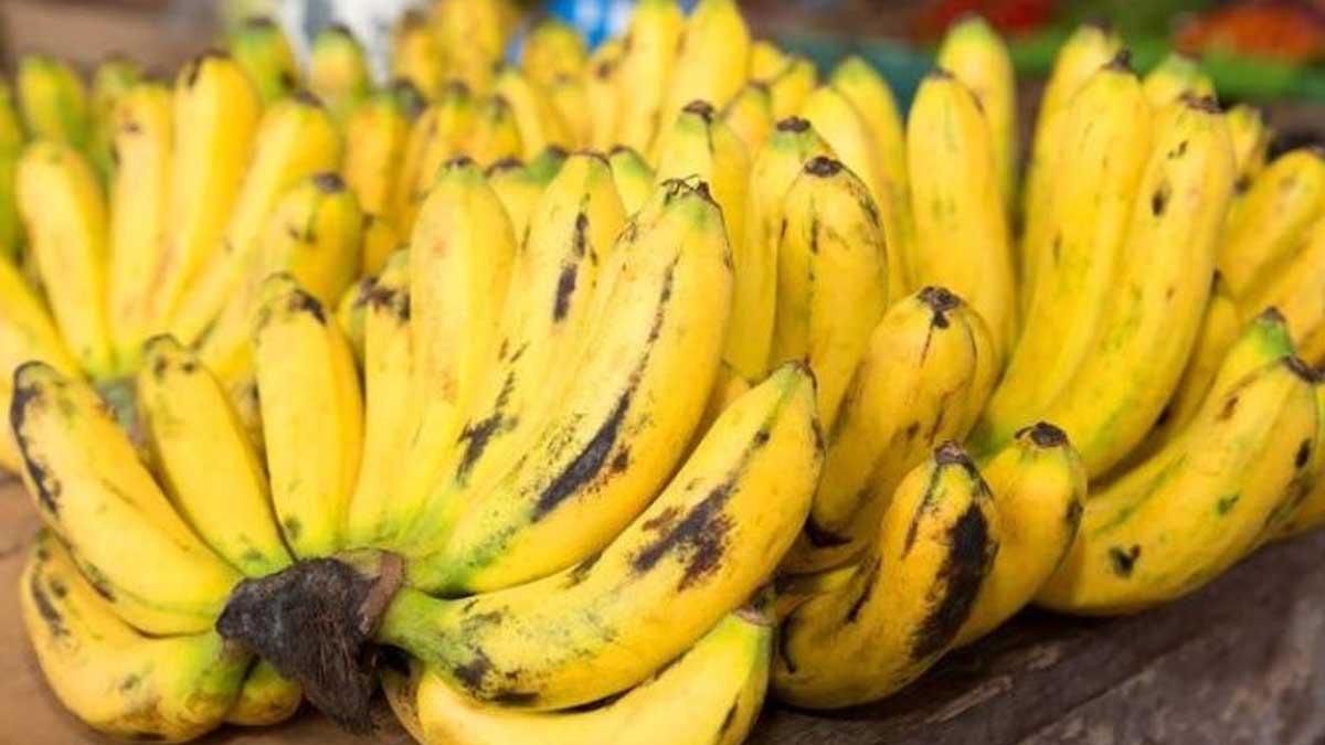 LA EXPORTACIÓN DE BANANO BOLIVIANO CAE UN 70% POR EL AUMENTO DE LOS CASOS DE COVID-19 EN ARGENTINA Y CHILE