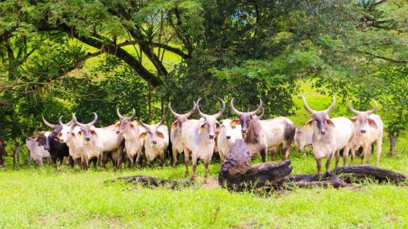 LA FASE DE VACUNACIÓN CONTRA FIEBRE AFTOSA EMPIEZA EL 7 DE MAYO EN EL ECUADOR