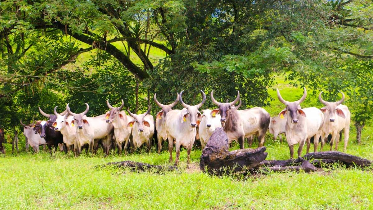 LA FASE DE VACUNACIÓN CONTRA FIEBRE AFTOSA EMPIEZA EL 7 DE MAYO EN EL ECUADOR