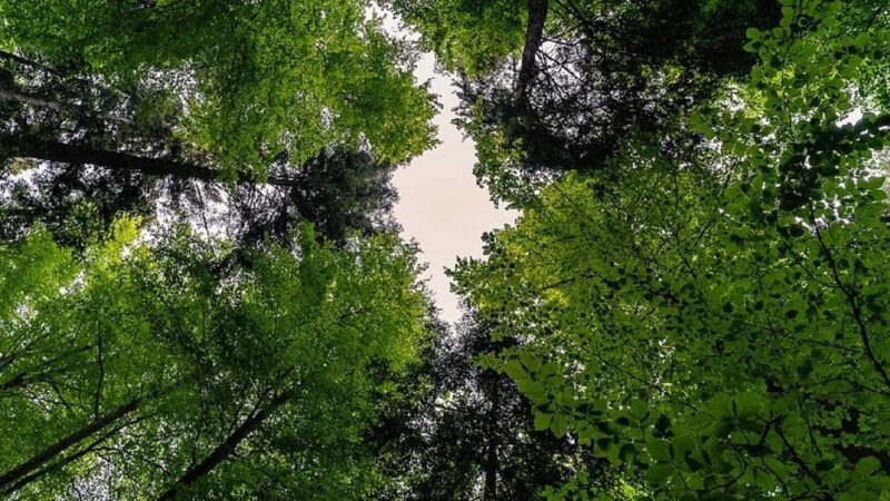 LA IMPLEMENTACIÓN DE REDD+ AVANZA EN ECUADOR