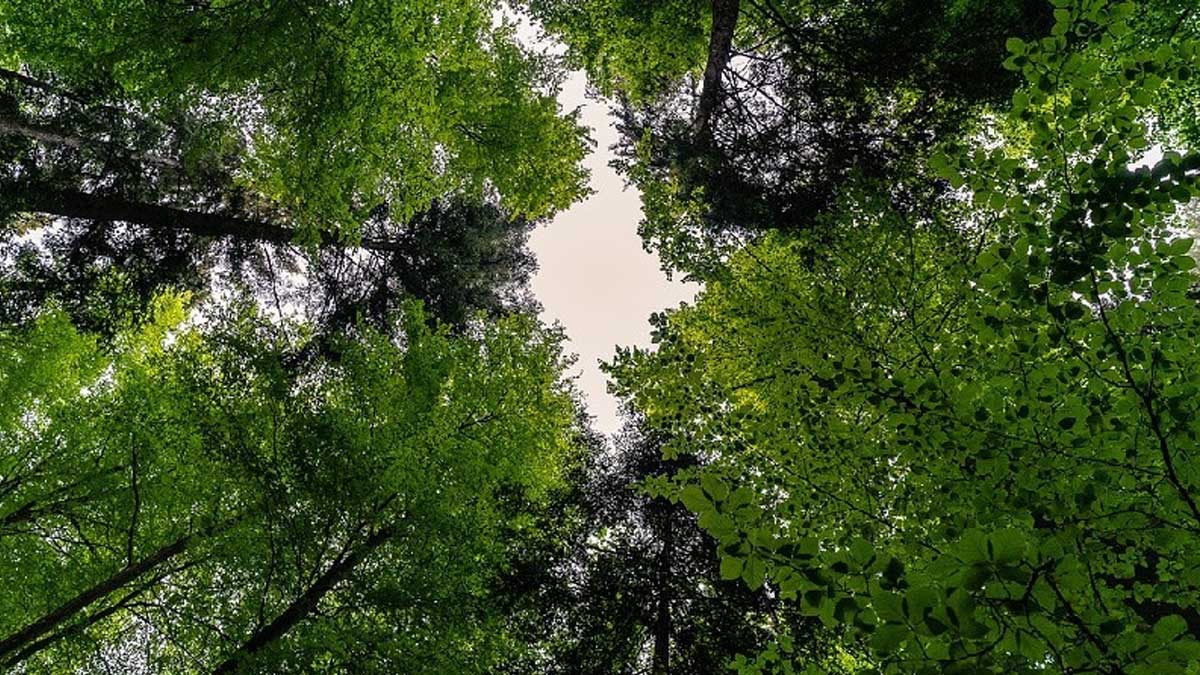 LA IMPLEMENTACIÓN DE REDD+ AVANZA EN ECUADOR