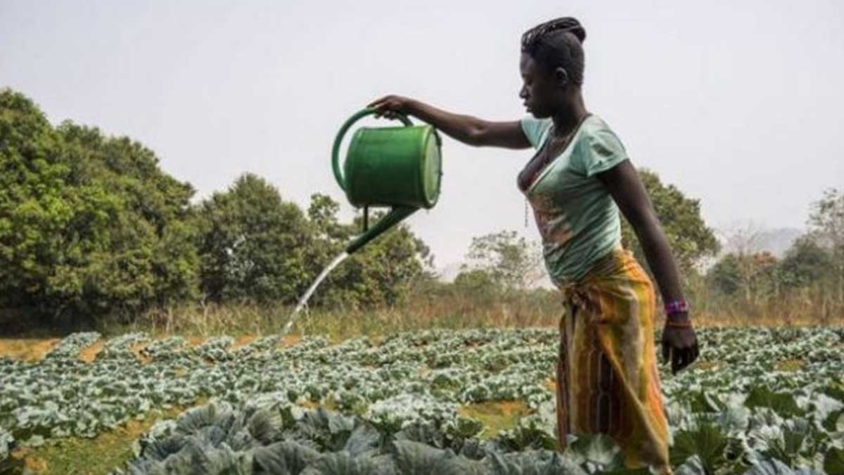 LANZAN PROGRAMA PARA REFORZAR LA AGRICULTURA EN ÁFRICA
