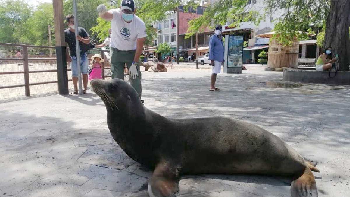 LOBO MARINO ATROPELLADO SE ENCUENTRA ESTABLE