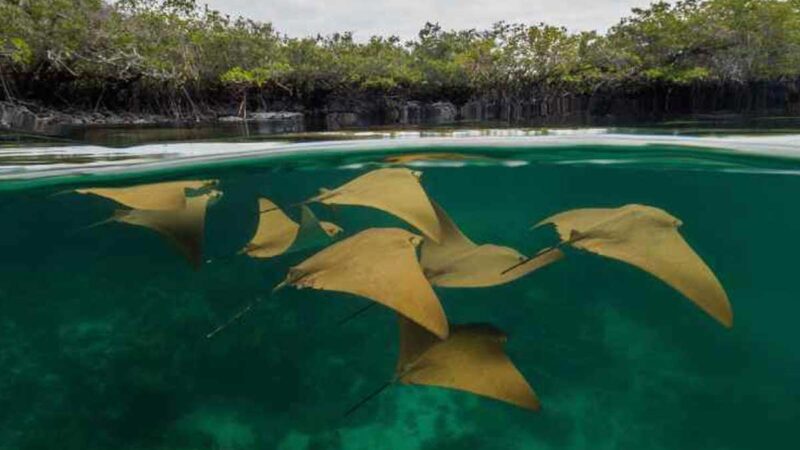 LOS MANGLARES DE LAS ISLAS GALÁPAGOS SON GUARDERÍAS DE PECES