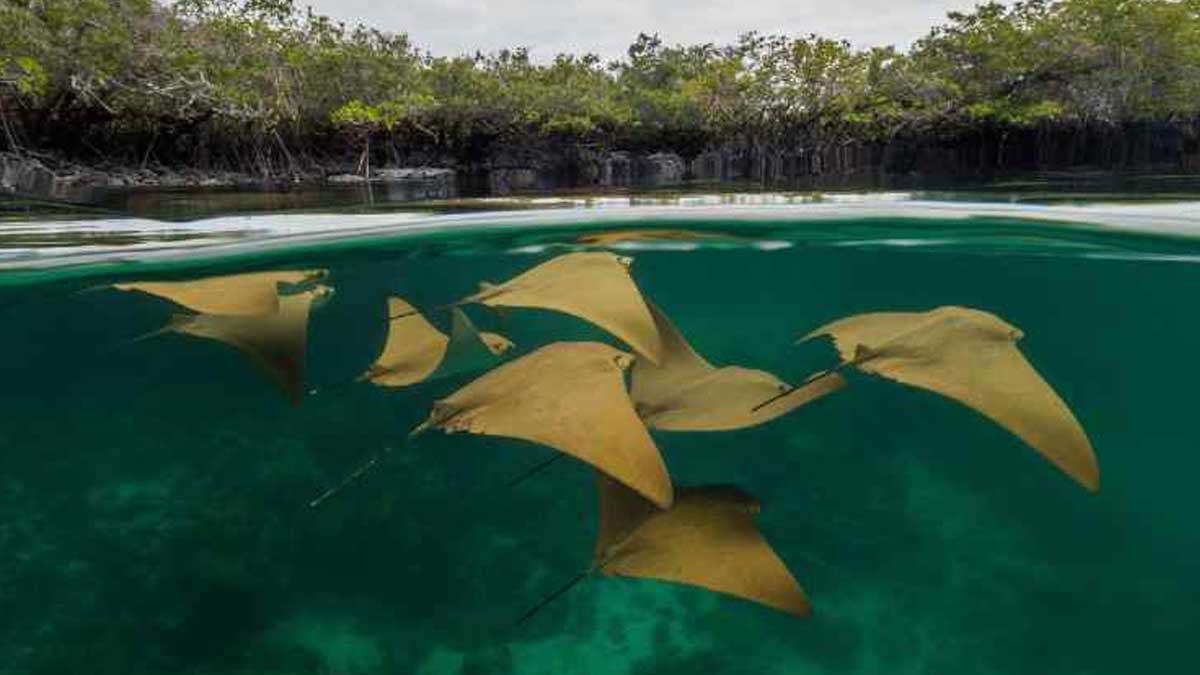LOS MANGLARES DE LAS ISLAS GALÁPAGOS SON GUARDERÍAS DE PECES