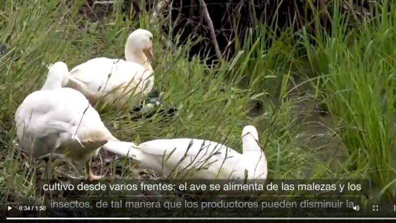 MAG IMPULSA PROYECTO ARROZ PATO