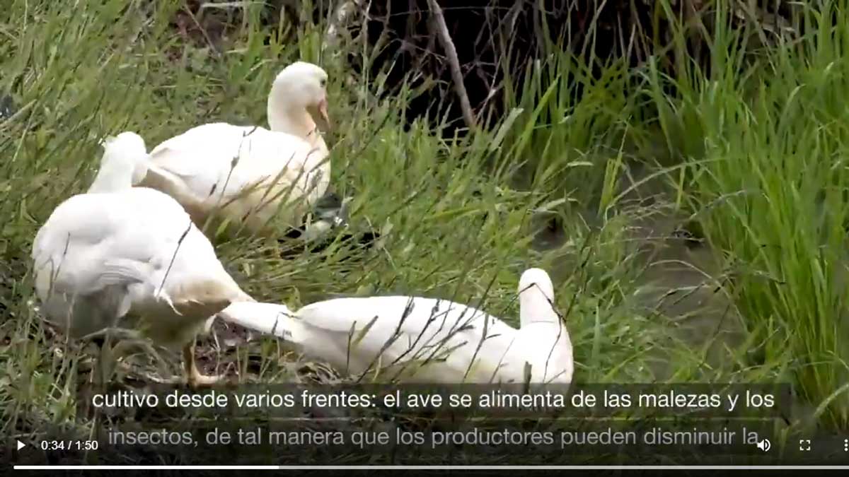 MAG IMPULSA PROYECTO ARROZ PATO