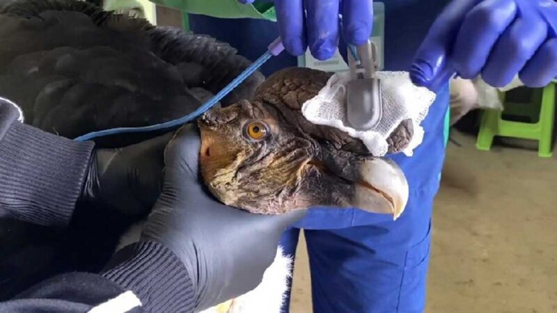 OTAVALO RESCATÓ CÓNDOR ANDINO