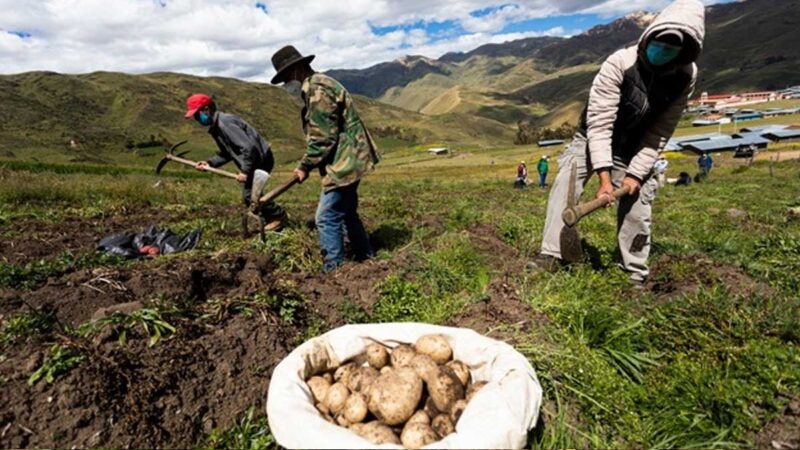 PRODUCCIÓN DE PAPA ESTE AÑO CERRARÍA ALREDEDOR DE LOS 5.4 MILLONES DE TONELADAS SUMANDO MÁS DE S/ 3,240 MILLONES