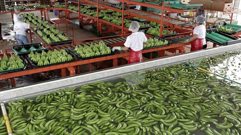 PRODUCTORES DE BANANO DENUNCIAN EL IRRESPETO AL PRECIO DE LA CAJA