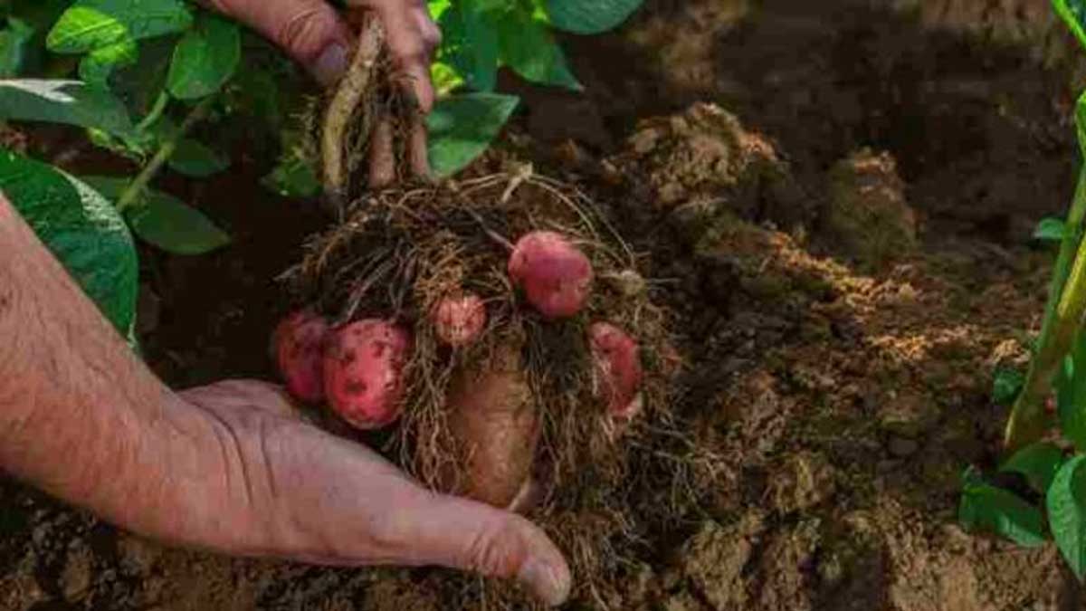 SE ANALIZA NUEVA VARIEDAD DE PAPAS EN CHILE