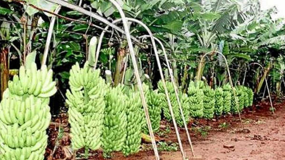 SE FIRMÓ CONVENIO CON EL GOBIERNO AUTÓNOMO DESCENTRALIZADO PROVINCIAL DEL EL ORO PARA EVITAR ENTRADA DE RAZA 4 A LAS BANANERAS