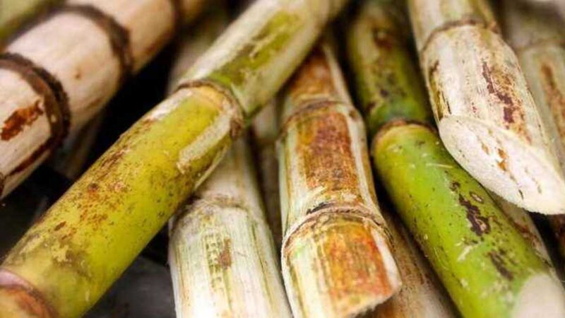 SE PERDIERON EN VENEZUELA 350.000 TONELADAS DE CAÑA DE AZÚCAR POR FALTA DE COMBUSTIBLE