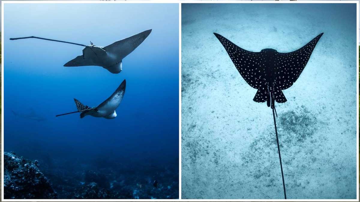 TORTUGAS MARINAS Y RAYA AGUILA TENDRAN SU PROPIA CAMPAÑA SOBRE EL CUIDADO Y PROTECCIÓN